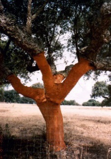 ポルトガルのコルクの木