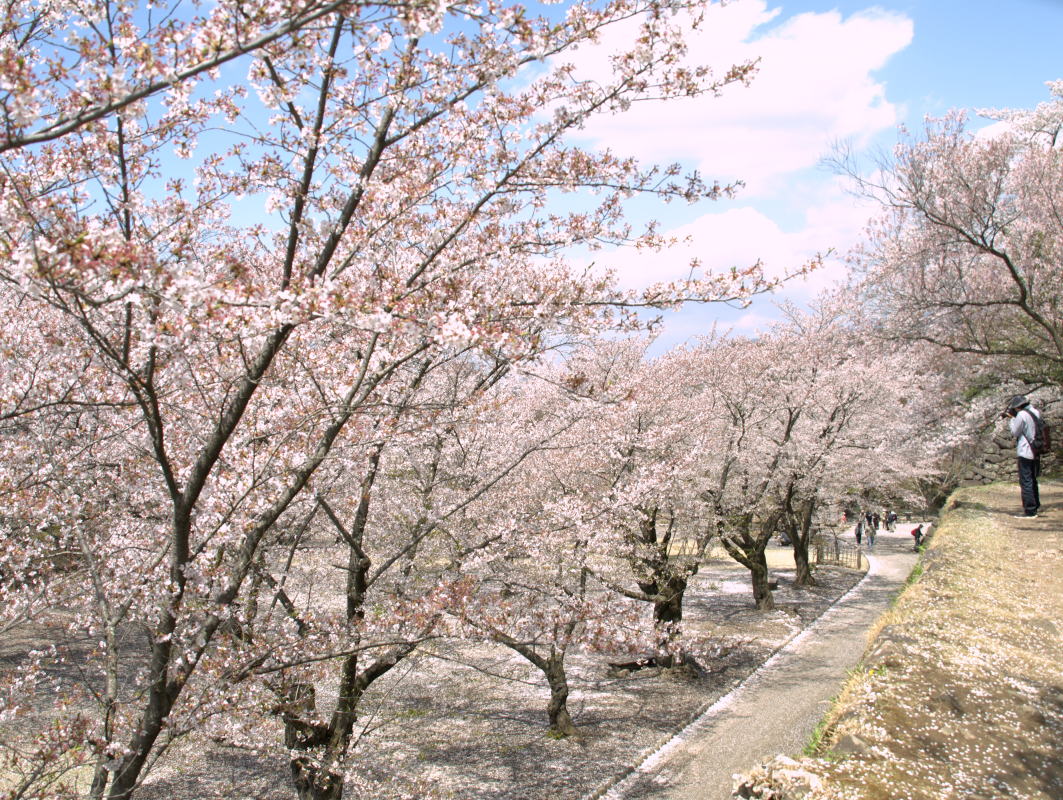 長野県小諸市懐古園の桜ー3
